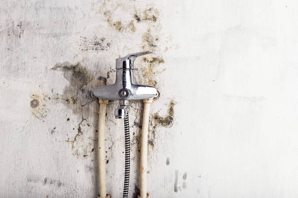 Best Mold Removal Company Near Me  in Callaway, FL