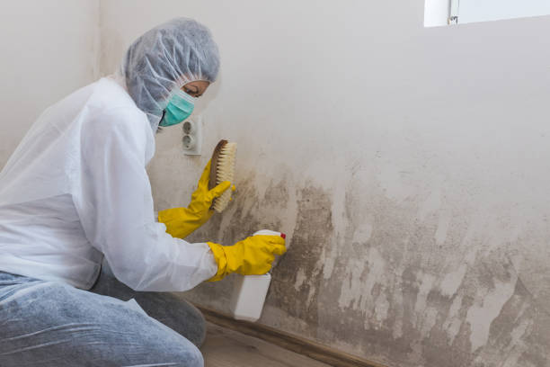 Best Residential Mold Removal  in Callaway, FL