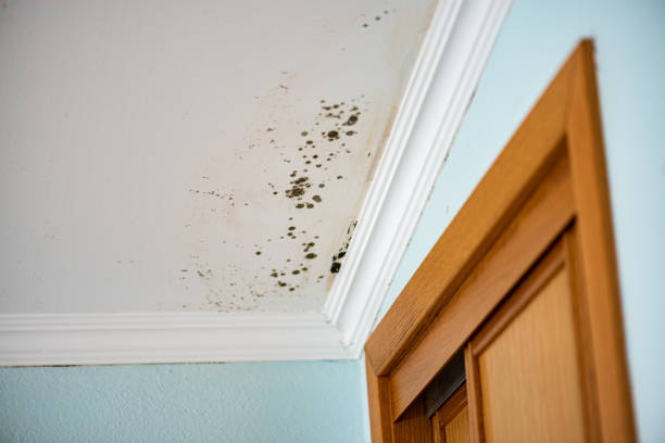 Best Attic Mold Removal  in Callaway, FL