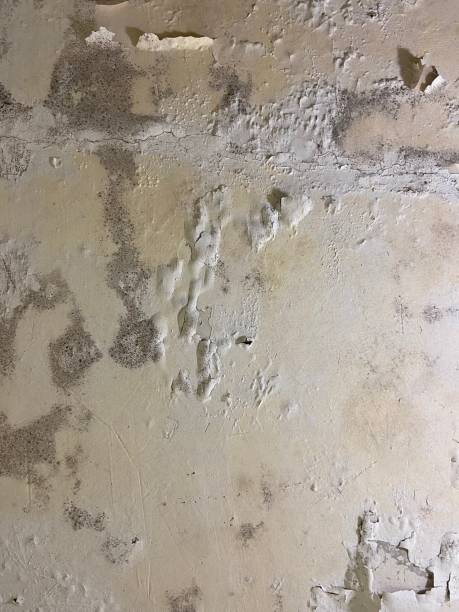 Best Mold Remediation  in Callaway, FL