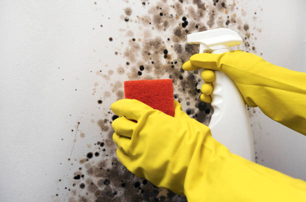 Best Emergency Mold Removal  in Callaway, FL
