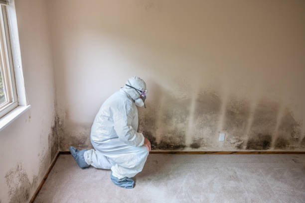 Mold Removal and Inspection in Callaway, FL