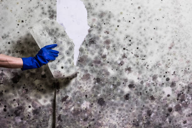 Best Fast Mold Removal  in Callaway, FL