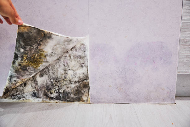 Mold Removal Process in Callaway, FL
